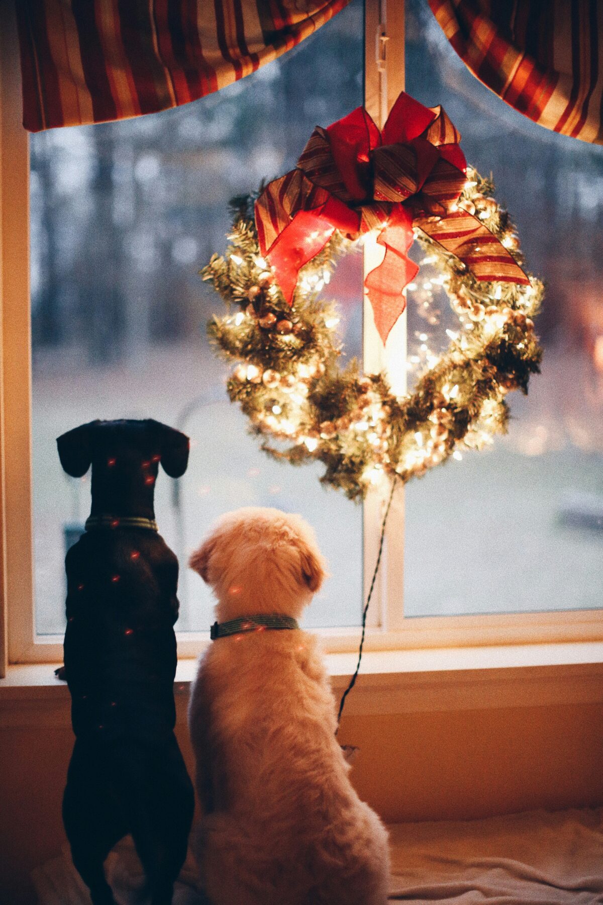 Two dogs peeking out window, lighted christmas wreath in window. Snowy evening